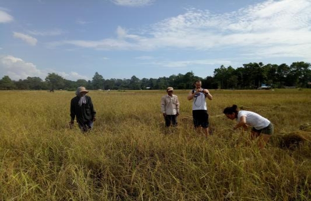 Rice Harvest Siem Reap
